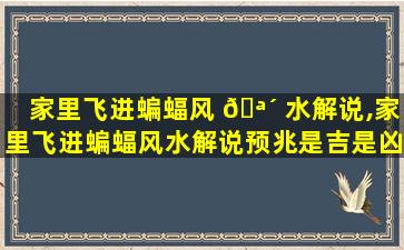 家里飞进蝙蝠风 🪴 水解说,家里飞进蝙蝠风水解说预兆是吉是凶